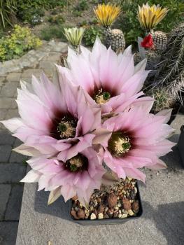 Echinocereus engelmannii fasciculatus